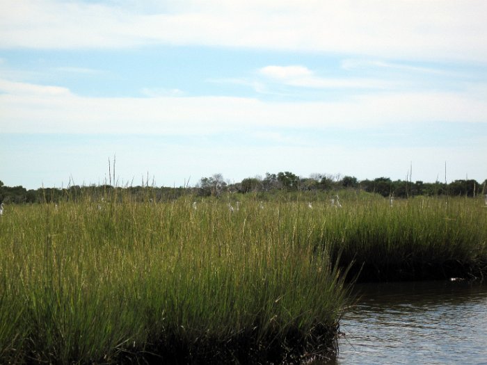 Egrets in the Grass